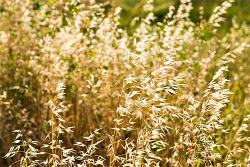 roundup cancer lawsuit herbicide on crops